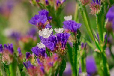 limonium sinuatum or statice salem flowers in blue, lilac, viole