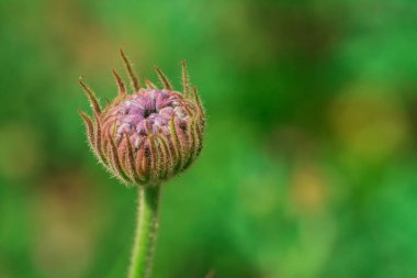 Big white field flower Ammi majus. Bullwort, Queen Anne lace