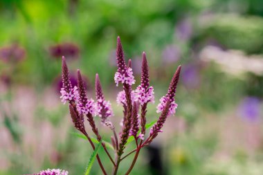 Long spike inflorescence of pink wild flowers on a background