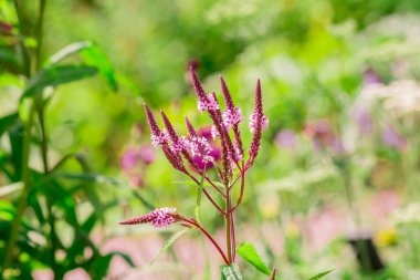 Long spike inflorescence of pink wild flowers on a background