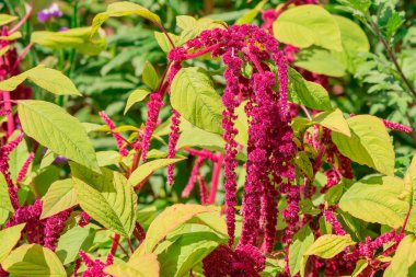 Bir çiçek yatağı üzerinde kırmızı mor (love-lies-bleeding)