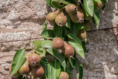 Shiny delicious pears hanging from a tree branch