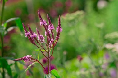 Long spike inflorescence of pink wild flowers on a background