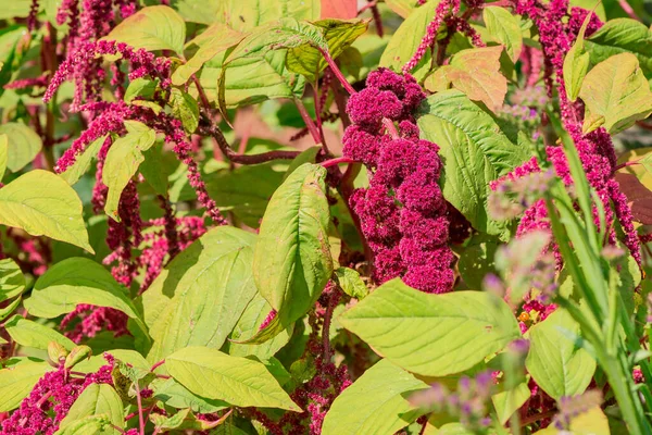 stock image Red amaranth (love-lies-bleeding) on a flower bed