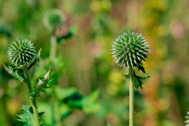 Bahçede mavi küre thistle (Echinops)
