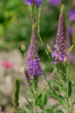 Long spike inflorescence of pink wild flowers on a background