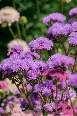 Long spike inflorescence of pink wild flowers on a background