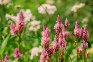 Long spike inflorescence of pink wild flowers on a background
