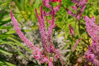 Long spike inflorescence of pink wild flowers on a background