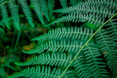 yemyeşil ağaç fern bir tropikal bitki yaprakları