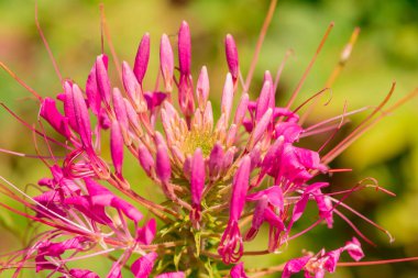 Cleome spider flower or spider flower blooming in garden