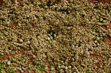 Sandstone cliffs of Exmouth beach,England.UK.
