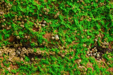 Sandstone cliffs of Exmouth beach,England.UK.