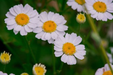 Bir tarlada bahar beyaz papatyalarına yakın.  