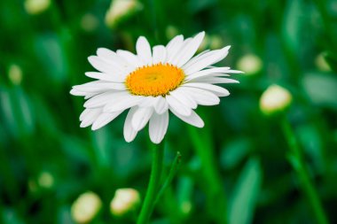 Bir tarlada bahar beyaz papatyalarına yakın.  