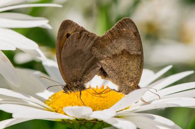 Bir tarlada bahar beyaz papatyalarına yakın.   