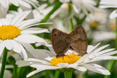 Bir tarlada bahar beyaz papatyalarına yakın.   