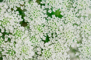 Big white field flower Ammi majus. Bullwort, Queen Anne lace
