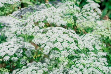 Big white field flower Ammi majus. Bullwort, Queen Anne lace