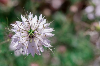 Macedonian Scabious or Widow Flower - Knautia macedonica