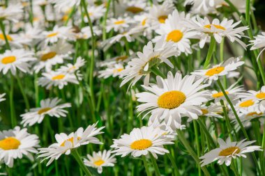 Bir tarlada bahar beyaz papatyalarına yakın.   