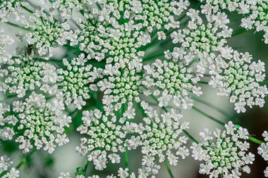 Big white field flower Ammi majus. Bullwort, Queen Anne lace