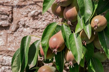 Shiny delicious pears hanging from a tree branch