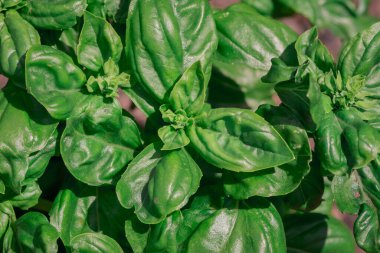 Closeup of a Sweet Basil Plant in garden