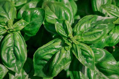 Closeup of a Sweet Basil Plant in garden