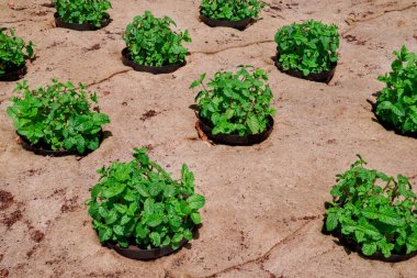 Fresh Mint leaf or peppermint plant grow in my organic garden. clipart