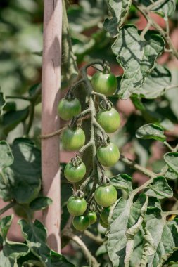 Green unripe tomatoes growing on the branches.