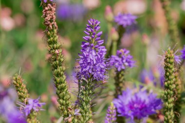 Summer blooming garden flower Liatris.