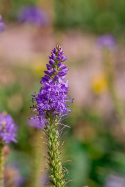 Summer blooming garden flower Liatris.