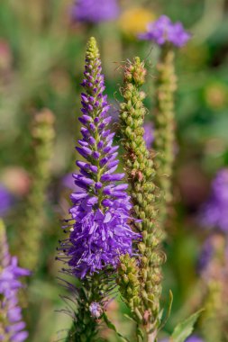 Summer blooming garden flower Liatris.