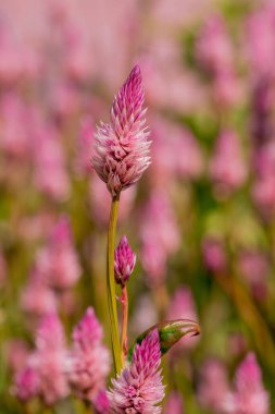 Summer blooming garden flower Liatris.