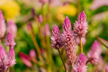 Summer blooming garden flower Liatris.