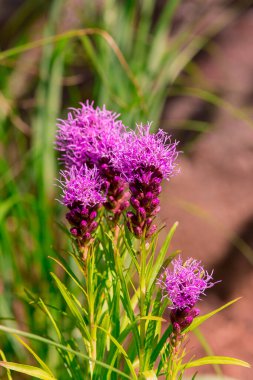 Summer blooming garden flower Liatris.