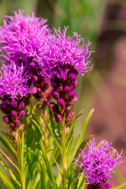 Summer blooming garden flower Liatris.