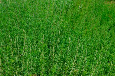 Bahçe Thymus vulgaris (ortak kekik, Bahçe kekik)
