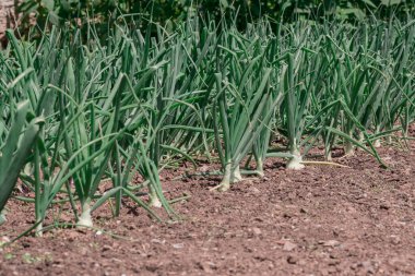 Growing onion bulbs in the soil in the vegetable garden