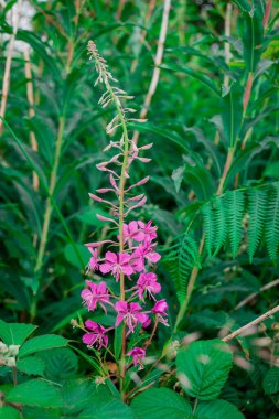 Ivan chai, Chamaenerion angustifolium,  perennial herbaceous flo