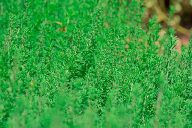 Bahçe Thymus vulgaris (ortak kekik, Bahçe kekik)