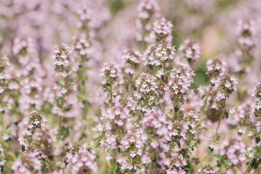 Bahçe Thymus vulgaris (ortak kekik, Bahçe kekik)