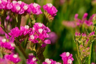 limonium sinuatum or statice salem flowers in blue, lilac, viole