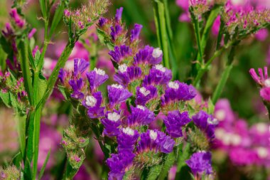 limonium sinuatum or statice salem flowers in blue, lilac, viole