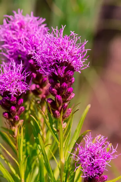 Summer blooming garden flower Liatris.