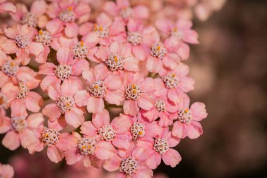 arka plan bulanık achillea millefolium çiçekler