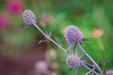 Eryngium planum, bitmeyen çiçekler için kullanılır.,