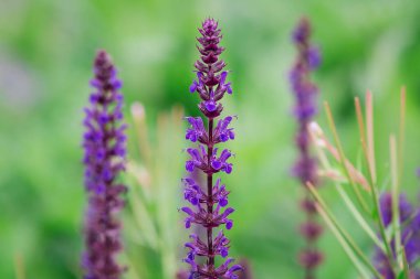 Bahçedeki güzel mavi lavanta çiçekleri