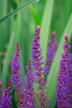 Bahçedeki güzel mavi lavanta çiçekleri